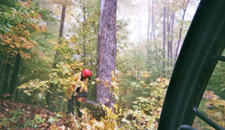 Émondage et abattage